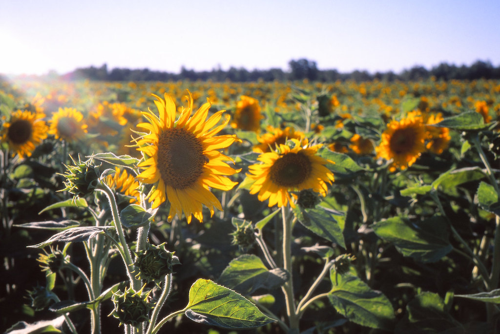 photograph of sunflowers